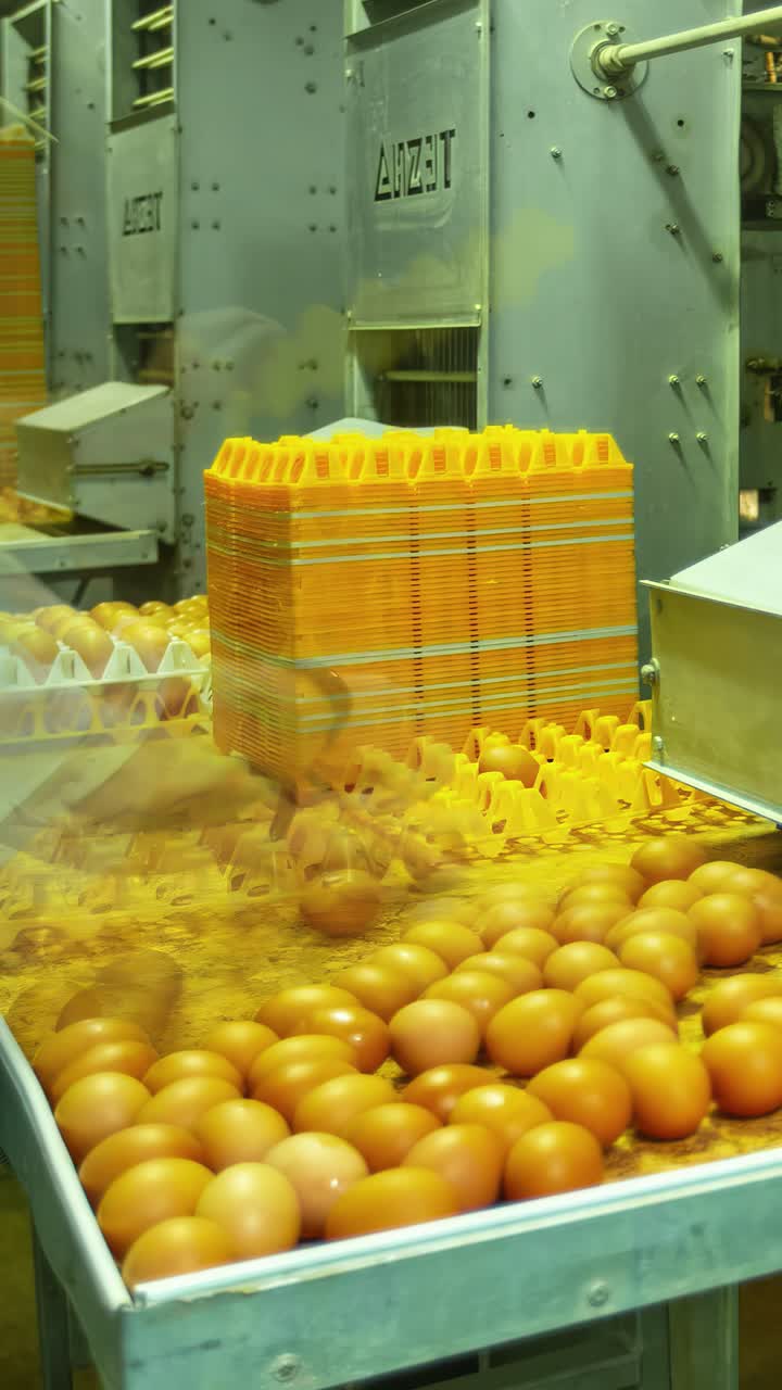 Um timelapse mostra trabalhadores e um sistema automatizado colaborando em uma linha de fábrica para classificar ovos marrons frescos e colocá-los manualmente em bandejas amarelas protetoras para embalagem.
