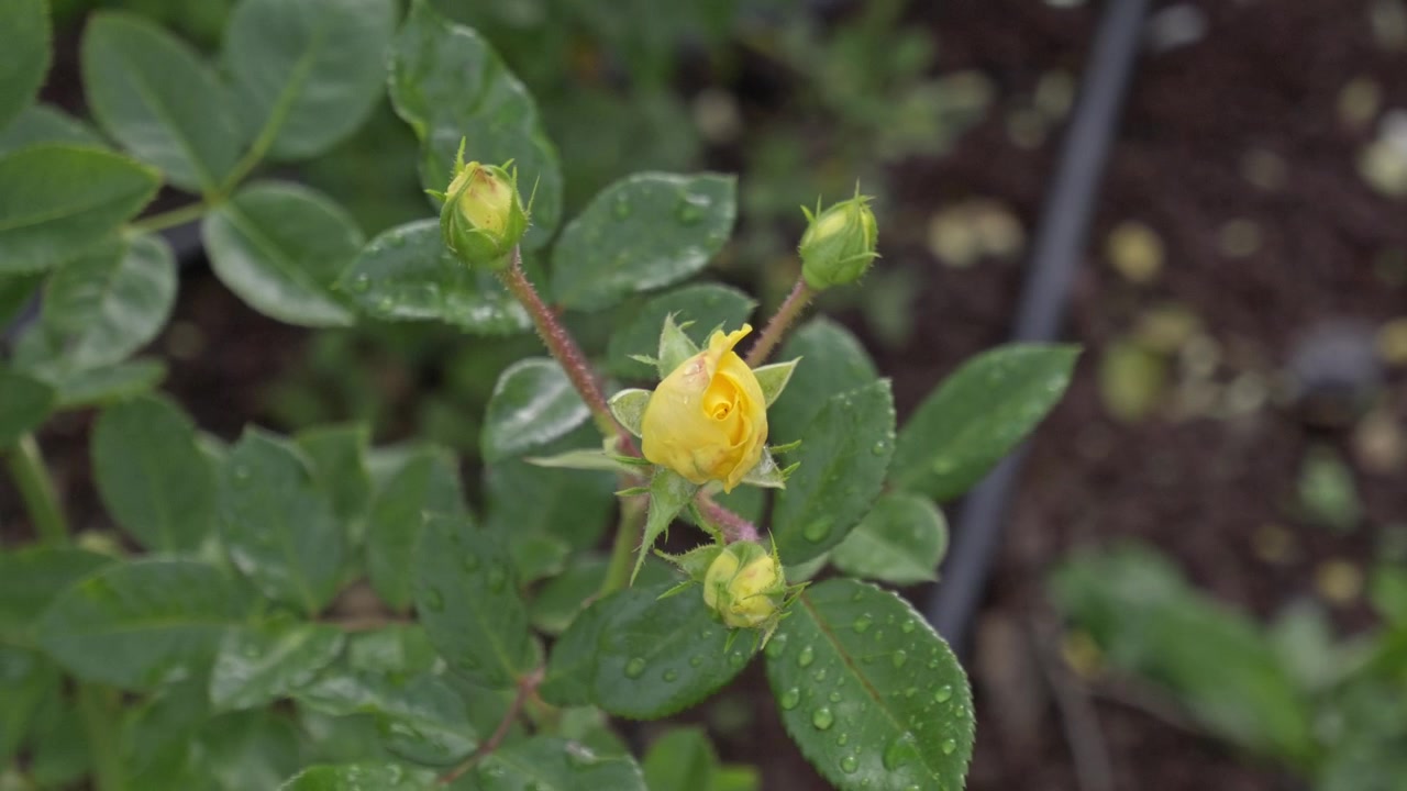 Top-down view of a small yellow rose blooming with several green buds in a drip-irrigated rose nursery bed, surrounded by lush leaves and dark soil, capturing the early stages of rose cultivation.