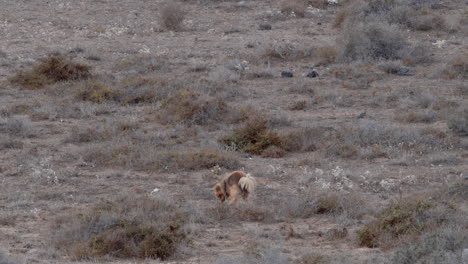 perro haciendo caca en el césped
