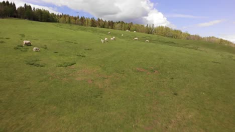 drone flying over a field with sheeps eating grass