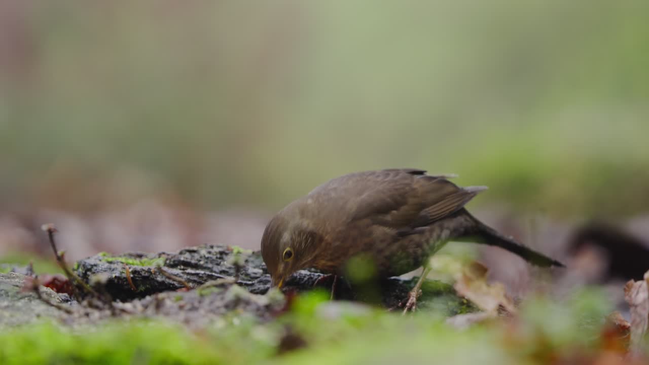 Common blackbird Turdus merula foraging on ground, forest floor in soft natural light