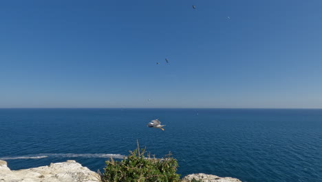 Seagulls-fly-over-the-sea