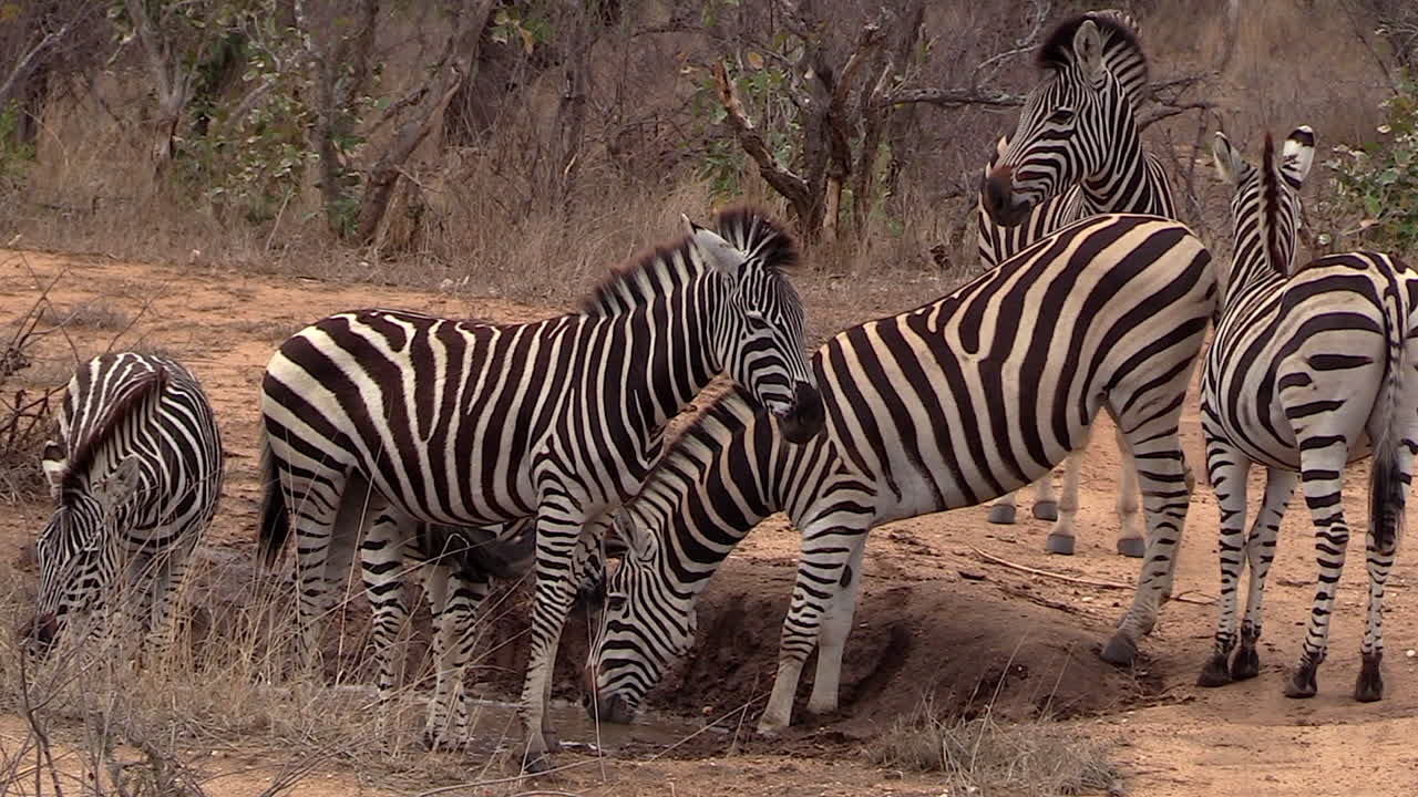 Zebra drinking water during dry conditions. Static