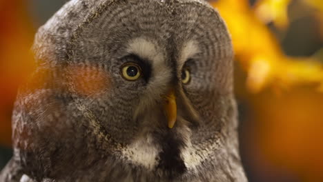 great grey owl on hyper-alert focusing on something in distance behind orange-colored fall leaves, close-up