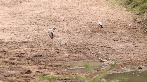 Zwei-Gelbschnabelstorchvögel-In-Der-Masai-Mara,-Kenia,-Afrika