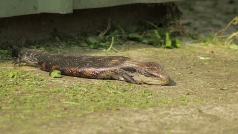 lagarto de lengua azul que yace en el camino se mueve ligeramente