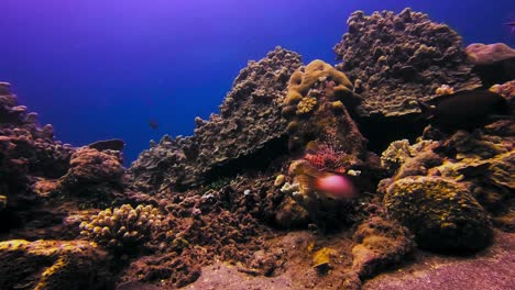 peculiar and curious lionfish swimming among corals in a coral reef