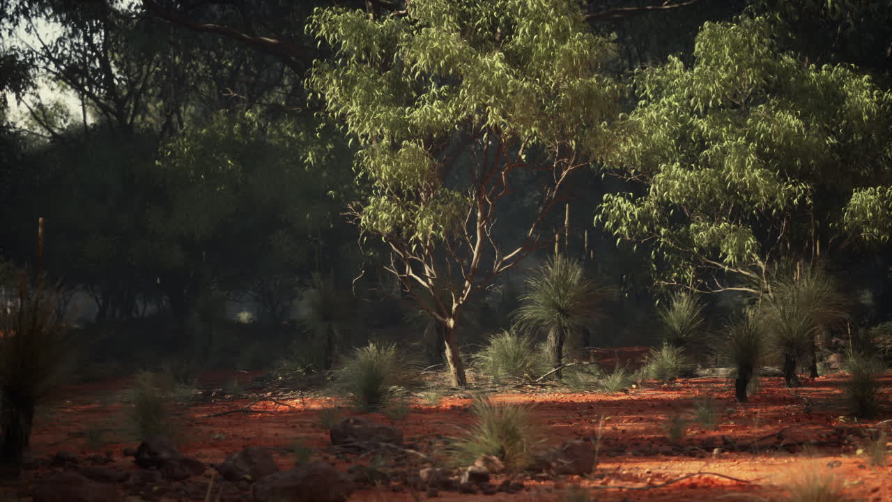 오스트레일리아 외의 풍경: 은, 풀나무, 유칼립투스