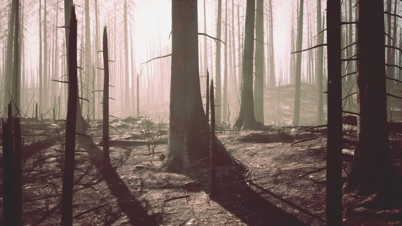 bosque quemado después de un incendio