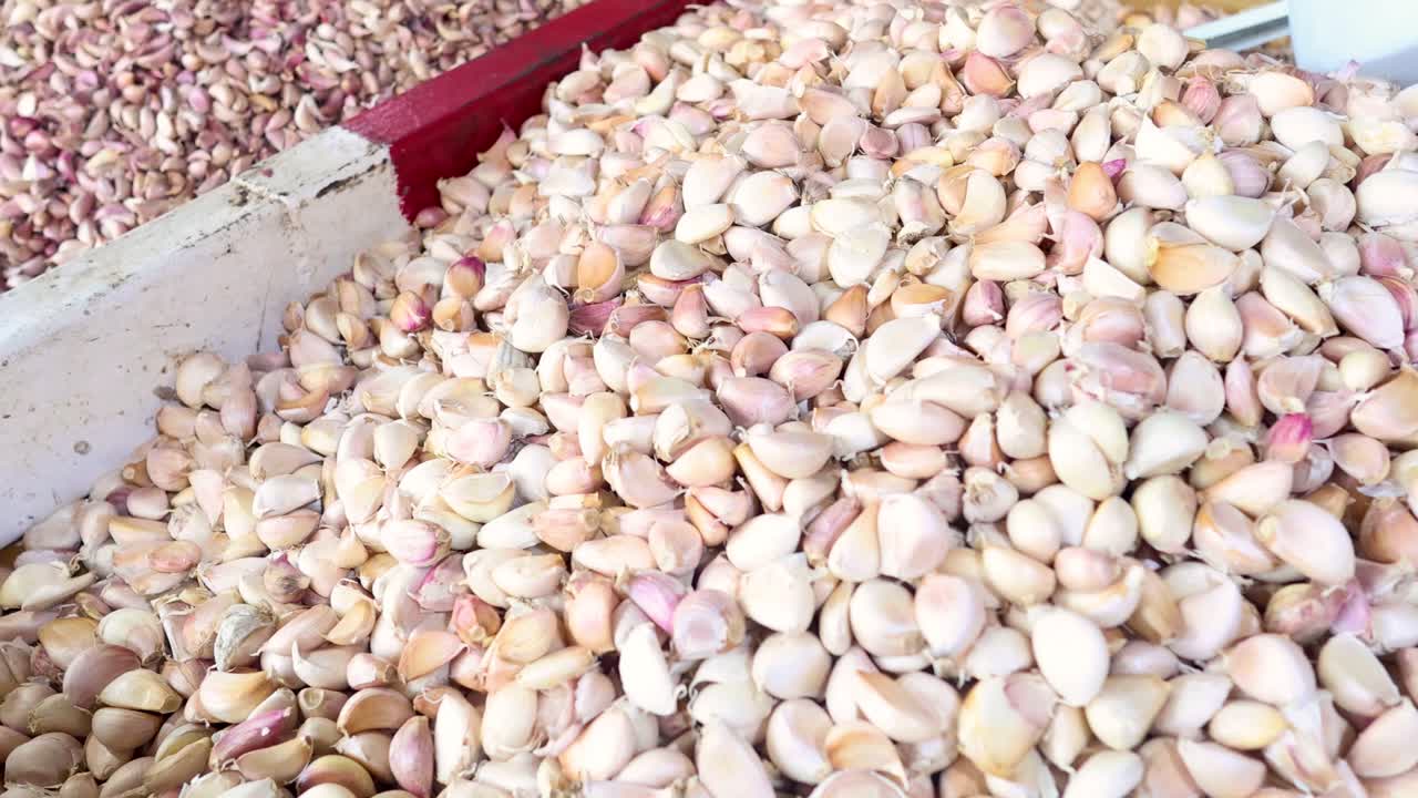 마늘 어리가 개별 어리로 분리되고 있습니다.