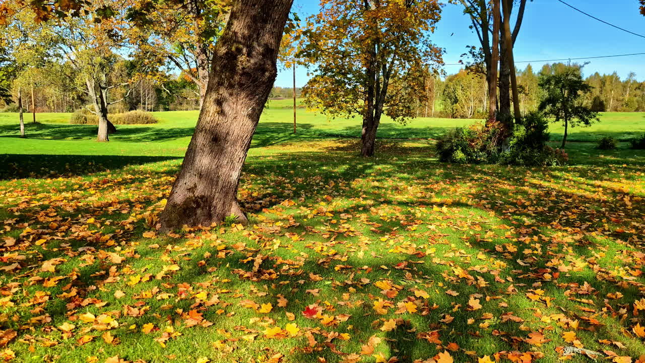 Autumnal view of leaves and trees in Cesis, Latvia