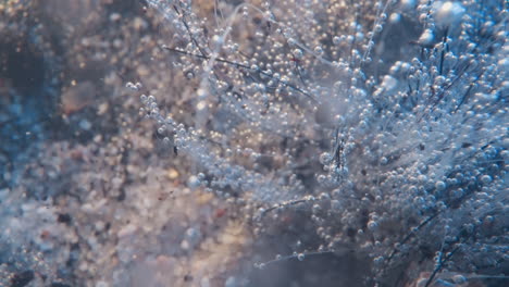 weed bush with small air bubbles on twigs on lake bottom