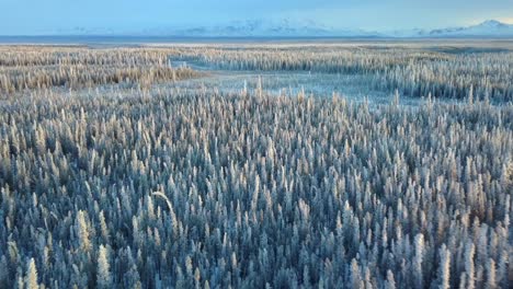 Aerial,-tilt,-drone-shot,-over-snow-covered-forest,-at-sunset,-on-a-cold-and-sunny,-winter-evening,-in-Gakona,-Alaska,-USA