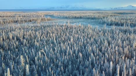 Antena,-Inclinación,-Tiro-De-Drone,-Sobre-Bosque-Cubierto-De-Nieve,-Al-Atardecer,-En-Un-Frío-Y-Soleado,-Noche-De-Invierno,-En-Gakona,-Alaska,-Estados-Unidos