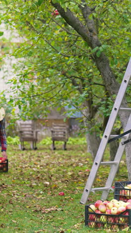 fruit farmer harvesting an apple. farmer bringing a ladder for picking up. vertical video