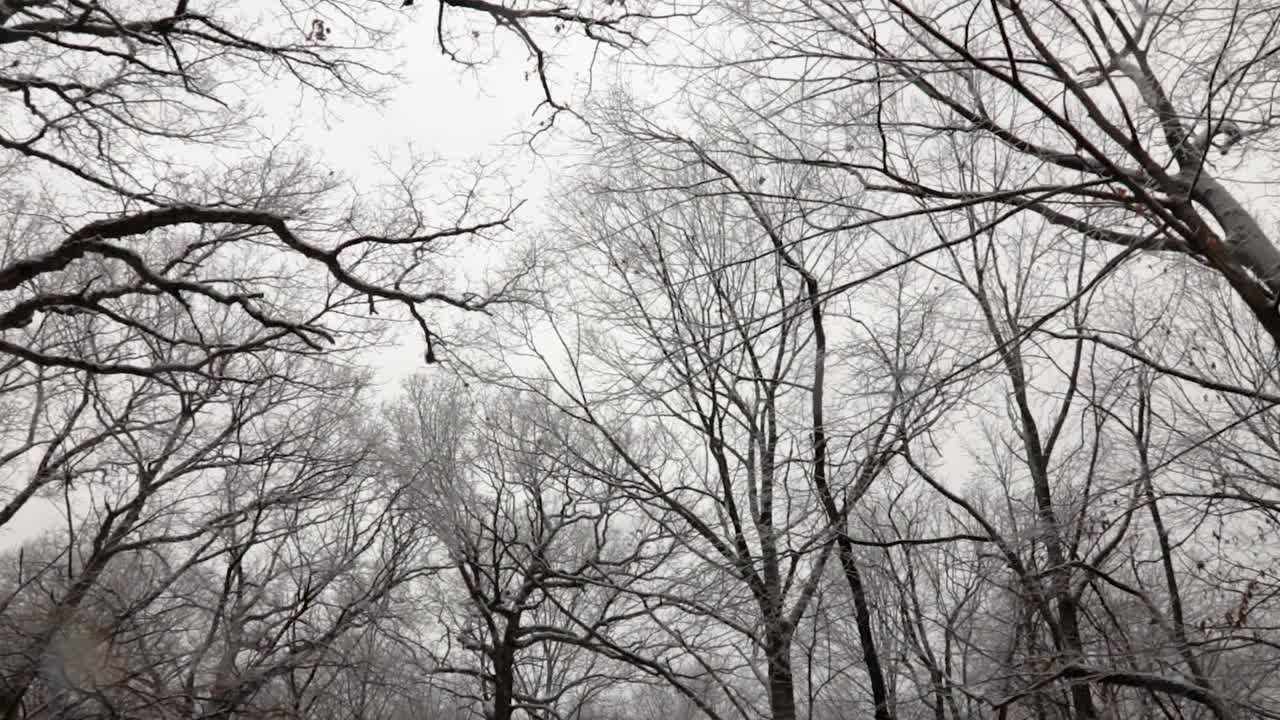 A slow forward moving shot of tree tops as seen from the ground