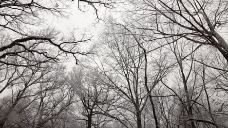 A-slow-forward-moving-shot-of-tree-tops-as-seen-from-the-ground