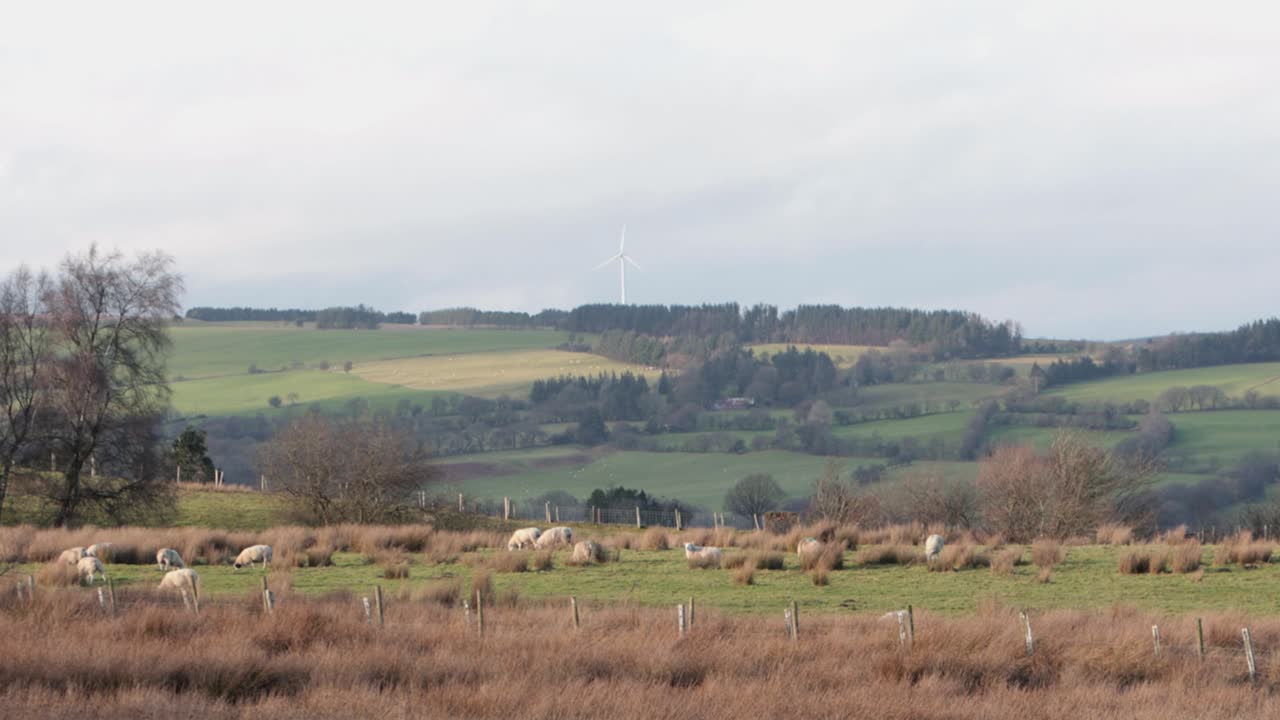 Des moutons paissent dans un champ en montagne avec des terres agricoles et une seule éolienne en arrière-plan. Hiver