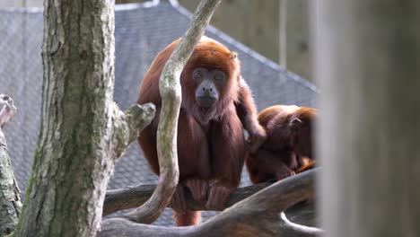 Two-Red-Howler-Monkeys,-Alouatta-seniculus,-venezuelan-or-colombian-red-howler