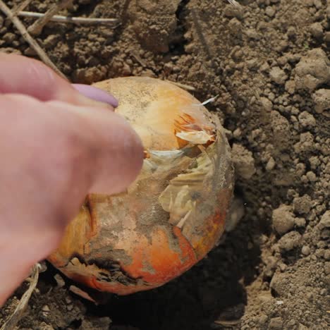 farmer picks ripe onions from the ground 4