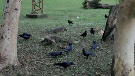 Dragón-De-Komodo-Comiendo-Carne-En-El-Parque