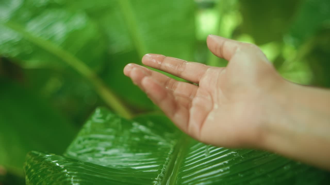 A close-up of an open hand reaching gently over glossy, rain-covered tropical leaves, capturing a moment of tactile connection with nature in soft green surroundings and fresh humidity during rain