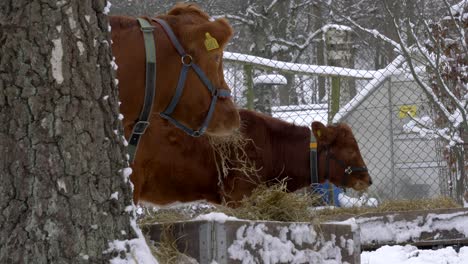 Porträtaufnahme-Braune-Kühe,-Die-Stroh-Auf-Verschneiter-Landschaft-Fressen,-Winterklima