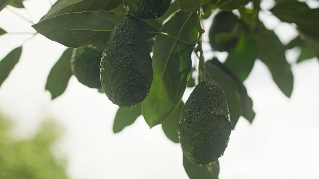 fotografía en cámara lenta de un par de aguacates a la sombra de un árbol en uruapan