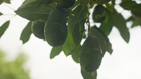 slow motion shot of a pair of avocados on the shade of a tree in uruapan
