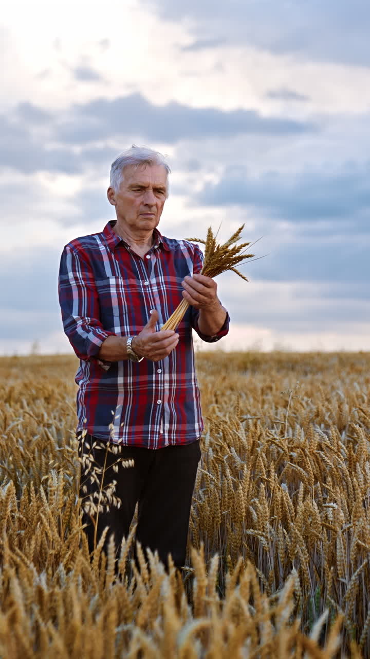 Adult grey-haired man in a bright shirt stands in the wheat farmland. Farmer holds a bouquet of ripe ears of corn. Vertical video