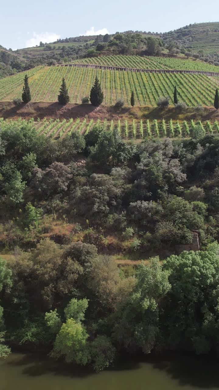 Vineyards on the Bank of the River Vertical View