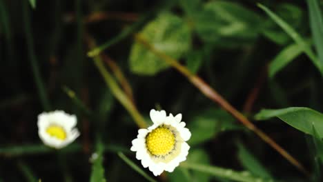 tiro estable que muestra el cambio de enfoque entre dos flores blancas y amarillas y hierba