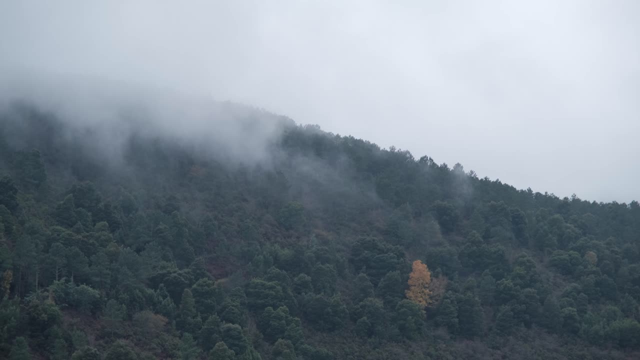 안개 낀 아침 산비탈 숲으로 둘러싸인 노란 나무