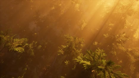 Rayos-De-Sol-Aéreos-En-El-Bosque-Con-Niebla