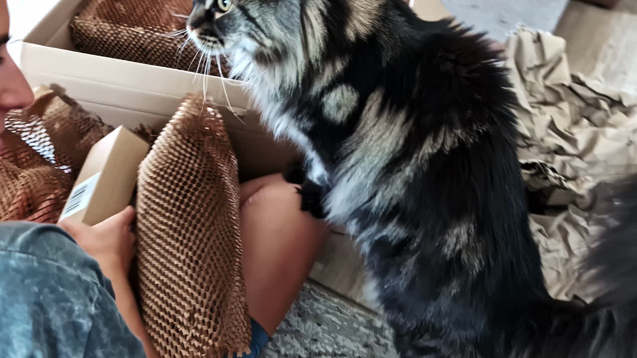 Curious cat exploring packaging materials, creating an adorable and engaging indoor moment
