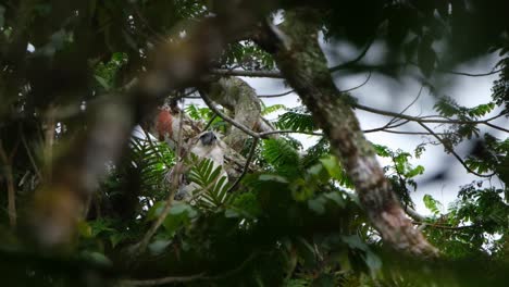 Looking-up-and-then-faces-to-the-right-as-it-calls-for-its-parents-to-come-on-top-of-a-fern-high-on-a-tree-in-the-jungle,-Rare-Footage,-Philippine-Eagle-Pithecophaga-jefferyi,-Philippines