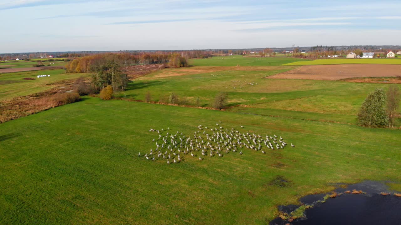 A flock of common cranes on the beautiful green grass of Charzykowy, Poland - aerial