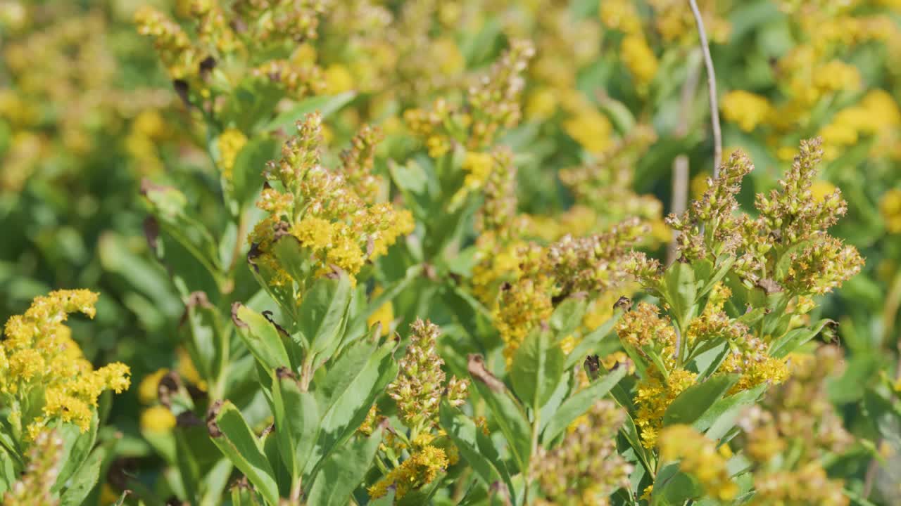 Close-up of yellow wildflowers gently moving in a sunlit field, with soft natural lighting and subtle camera movement creating a peaceful, vibrant mood