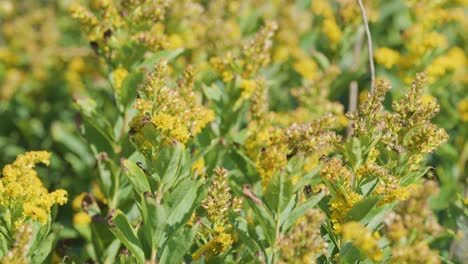 close-up of yellow wildflowers gently moving in a sunlit field, with soft natural lighting and subtle camera movement creating a peaceful, vibrant mood