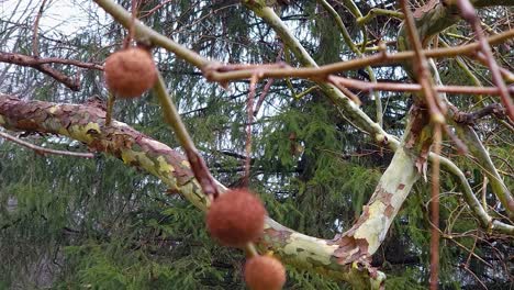 Eine-Nahaufnahme-Eines-Papierbaums-Mit-Kiefern-Im-Hintergrund-Dahinter