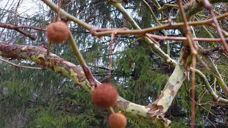 un primer plano de un árbol de papel con pinos en el fondo detrás de él