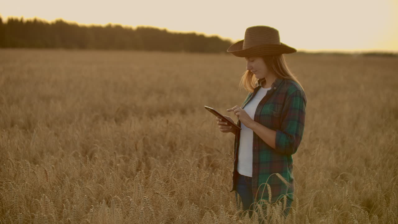 Young woman farmer in wheat field on sunset background. A girl plucks wheat spikes then uses a tablet. The farmer is preparing to harvest