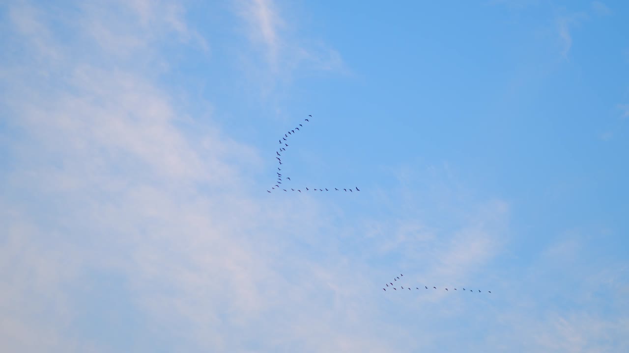 v 모양으로 날아다니는 새 무리. 파란 하늘 배경.