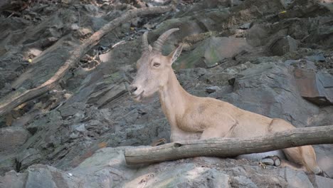 mountain Goats in the Western Caucasus Slow Motion Mountain Goats in the Western Caucasus Slow Motion