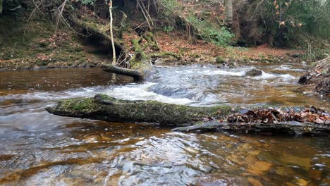 lush forest flowing copper river water calmness woodland wilderness tranquil scene