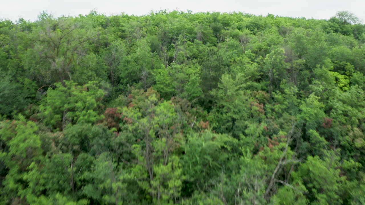 paisaje de bosque verde y exuberante