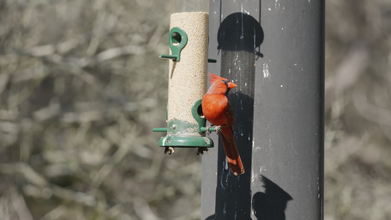 Northern Cardinal perched on a bird feeder posing - Cardinalis Cardinalis