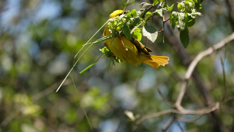 close-up shot of a male southern masked weaver building his nest on a low-hanging branch