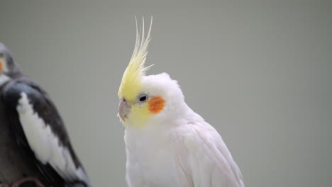 Lutino-Cockatiel-Bird-Perched-on-Grey-Studio-Background---Detailed-View