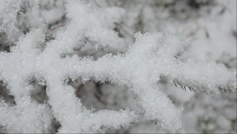 Ramas-De-Abeto-Bellamente-Nevadas-En-El-Bosque